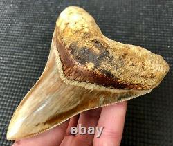 High quality 4.64 Indonesian MEGALODON Fossil Shark Teeth, REAL tooth