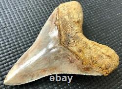 High quality 4.64 Indonesian MEGALODON Fossil Shark Teeth, REAL tooth