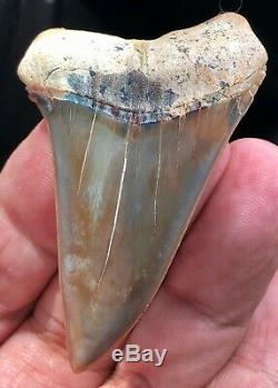 Highest Quality 2.75 Mako Fossil Shark Tooth Megalodon Cousin Atacama, No Repair