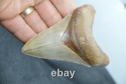 Hight quallity 4 MEGALODON SHARK TOOTH. 100% Natural no restoration or repairs