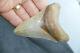 Hight Quallity 4 Megalodon Shark Tooth. 100% Natural No Restoration Or Repairs