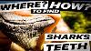 How And Where To Find Sharks Teeth Megalodon Teeth Secrets