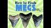 How He Finds Megalodon Teeth Venice Fl Fossil Diving