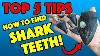 How To Find Shark Teeth Top 5 Tips Professional Advice