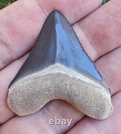 Hubbell Bone Valley Megalodon Shark Tooth Fossil