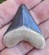 Hubbell Bone Valley Megalodon Shark Tooth Fossil