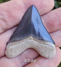 Hubbell Bone Valley Megalodon Shark Tooth Fossil
