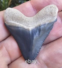 Hubbell Bone Valley Megalodon Shark Tooth Fossil