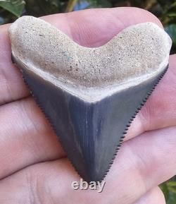 Hubbell Bone Valley Megalodon Shark Tooth Fossil