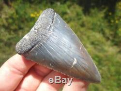 Huge 2.5+ Great White Shark Tooth Florida Fossils Sharks Teeth Megalodon Mako @