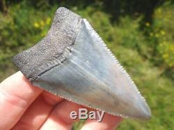 Huge 2.5+ Great White Shark Tooth Florida Fossils Sharks Teeth Megalodon Mako @