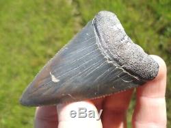 Huge 2.5+ Great White Shark Tooth Florida Fossils Sharks Teeth Megalodon Mako @