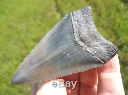 Huge 2.5+ Great White Shark Tooth Florida Fossils Sharks Teeth Megalodon Mako @