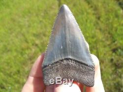 Huge 2.5+ Great White Shark Tooth Florida Fossils Sharks Teeth Megalodon Mako @