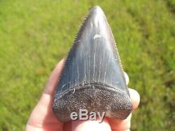 Huge 2.5+ Great White Shark Tooth Florida Fossils Sharks Teeth Megalodon Mako @