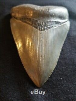 Huge 3 3/4 Megalodon Giant Shark Tooth Extinct Fossil Megladon