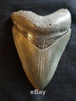 Huge 3 3/4 Megalodon Giant Shark Tooth Extinct Fossil Megladon