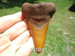 Huge 3.48 Orange Auriculatus Shark Tooth Florida Fossils Sharks Teeth Megalodon