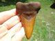 Huge 3.48 Orange Auriculatus Shark Tooth Florida Fossils Sharks Teeth Megalodon