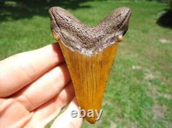Huge 3.48 Orange Auriculatus Shark Tooth Florida Fossils Sharks Teeth Megalodon
