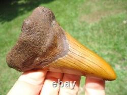 Huge 3.48 Orange Auriculatus Shark Tooth Florida Fossils Sharks Teeth Megalodon