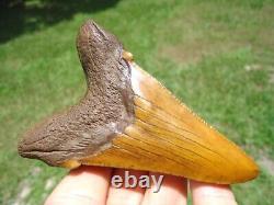 Huge 3.48 Orange Auriculatus Shark Tooth Florida Fossils Sharks Teeth Megalodon