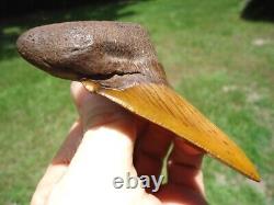 Huge 3.48 Orange Auriculatus Shark Tooth Florida Fossils Sharks Teeth Megalodon