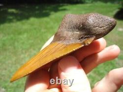 Huge 3.48 Orange Auriculatus Shark Tooth Florida Fossils Sharks Teeth Megalodon