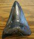 Huge 4.25 Megalodon Shark Tooth Teeth Jaw Fossil Collectible (st003)