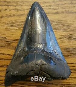 Huge 4.25 Megalodon Shark Tooth Teeth Jaw fossil Collectible (st003)