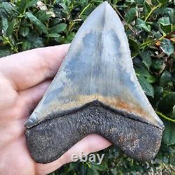 Huge 4.5 Lee Creek Megalodon Shark Tooth Fossil