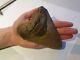 Huge 4.71 Inch Megalodon Tooth