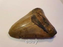 Huge 4.71 inch Megalodon tooth