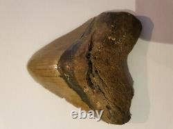 Huge 4.71 inch Megalodon tooth