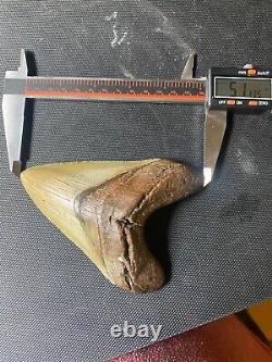 Huge 5.1 Megalodon Tooth Near Perfect Condition. With Serrations