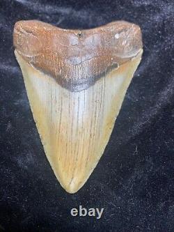 Huge 5.1 Megalodon Tooth Near Perfect Condition. With Serrations