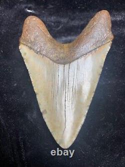 Huge 5.1 Megalodon Tooth Near Perfect Condition. With Serrations