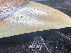 Huge 5.1 Megalodon Tooth Near Perfect Condition. With Serrations