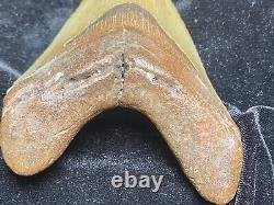 Huge 5.1 Megalodon Tooth Near Perfect Condition. With Serrations