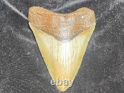 Huge 5.1 Megalodon Tooth Near Perfect Condition. With Serrations