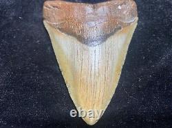 Huge 5.1 Megalodon Tooth Near Perfect Condition. With Serrations