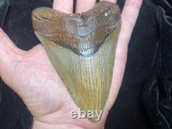 Huge 5.1 Megalodon Tooth Near Perfect Condition. With Serrations