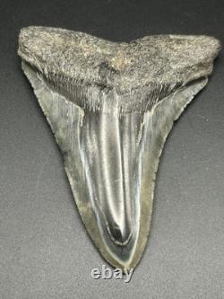 Huge 5.25? Megalodon Shark Tooth Glossy Enamel