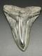 Huge 5.25? Megalodon Shark Tooth Glossy Enamel