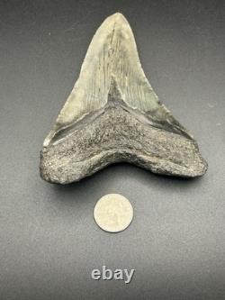 Huge 5.25? Megalodon Shark Tooth Glossy Enamel
