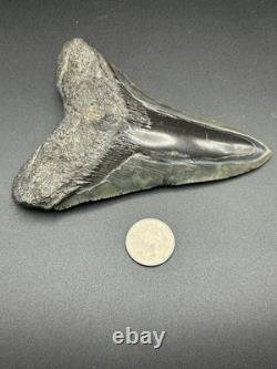 Huge 5.25? Megalodon Shark Tooth Glossy Enamel