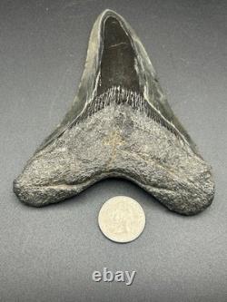 Huge 5.25? Megalodon Shark Tooth Glossy Enamel