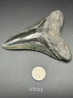 Huge 5.25? Megalodon Shark Tooth Glossy Enamel