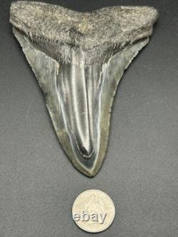 Huge 5.25? Megalodon Shark Tooth Glossy Enamel