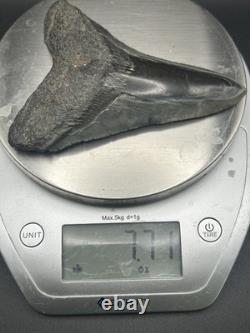 Huge 5.25? Megalodon Shark Tooth Glossy Enamel